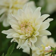 Blushing Idylle Dahlia Knöl