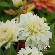 Blushing Idylle Dahlia Knöl