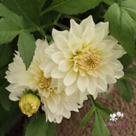 Blushing Idylle Dahlia Knöl