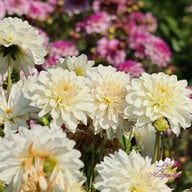 Blushing Idylle Dahlia Knöl