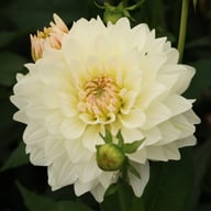 Blushing Idylle Dahlia Tuber