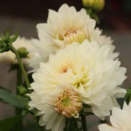 Blushing Idylle Dahlia Tuber