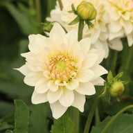 Blushing Idylle Dahlia Tuber