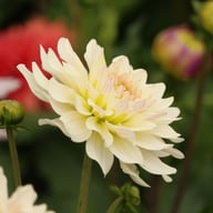 Blushing Idylle Dahlia Tuber