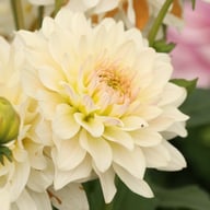 Blushing Idylle Dahlia Tuber