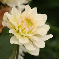 Blushing Idylle Dahlia Tuber