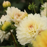 Blushing Idylle Dahlia Tuber