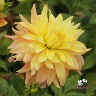 Blushing Lady Dahlia Tuber