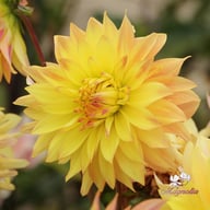 Blushing Lady Dahlia Tuber