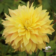 Blushing Lady Dahlia Tuber