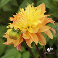Blushing Lady Dahlia Tuber