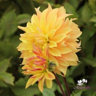 Blushing Lady Dahlia Tuber
