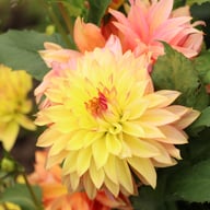Blushing Lady Dahlia Knöl