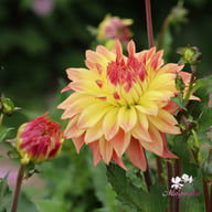 Blushing Lady Dahlia Tuber