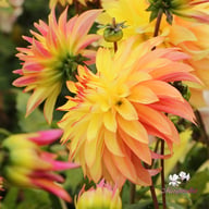 Blushing Lady Dahlia Tuber