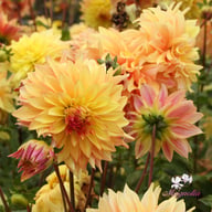 Blushing Lady Dahlia Tuber