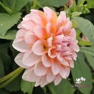 Blushing Swede Blomstrar (stickling) Dahlia Stickling