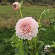 Blushing Swede Blomstrar (stickling) Dahlia Stickling