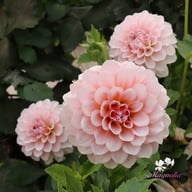 Blushing Swede Blomstrar (stickling) Dahlia Stickling