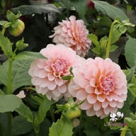 Blushing Swede Blomstrar (stickling) Dahlia Stickling