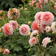 Blushing Swede Blomstrar (stickling) Dahlia Stickling