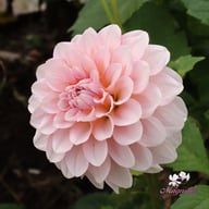 Blushing Swede Blomstrar (stickling) Dahlia Stickling