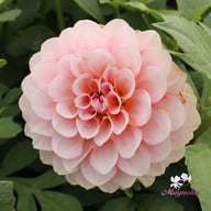 Blushing Swede Blomstrar (stickling) Dahlia Stickling