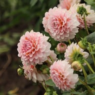 Blushing Swede Blomstrar (stickling) Dahlia Stickling