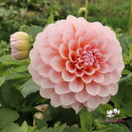 Blushing Swede Blomstrar (stickling) Dahlia Stickling