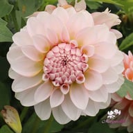 Blushing Swede Blomstrar (stickling) Dahlia Stickling