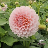 Blushing Swede Blomstrar (stickling) Dahlia Stickling