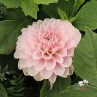 Blushing Swede Blomstrar (stickling) Dahlia Stickling