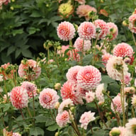 Blushing Swede Blomstrar (stickling) Dahlia Stickling