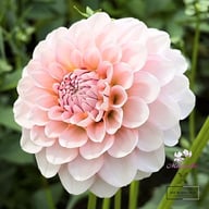 Blushing Swede Blomstrar (stickling) Dahlia Stickling