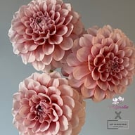 Blushing Swede Blomstrar (stickling) Dahlia Stickling