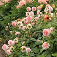 Blushing Swede Blomstrar (stickling) Dahlia Stickling