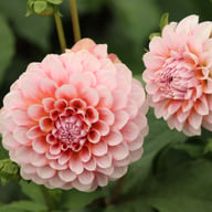 Blushing Swede Blomstrar (stickling) Dahlia Stickling