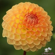 Blyton Softer Gleam Dahlia Knöl