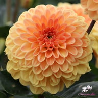 Blyton Softer Gleam Dahlia Knöl