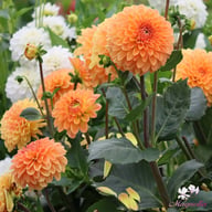 Blyton Softer Gleam Dahlia Knöl