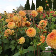 Blyton Softer Gleam Dahlia Knöl