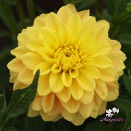 Bocherell Dahlia Knöl