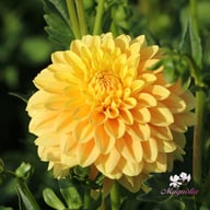Bocherell Dahlia Knöl