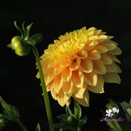Bocherell Dahlia Knöl