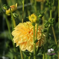 Bocherell Dahlia Knöl