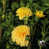 Bocherell Dahlia Knöl