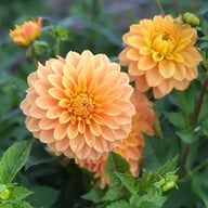 Bocherell Dahlia Knöl