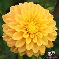 Bocherell Dahlia Knöl