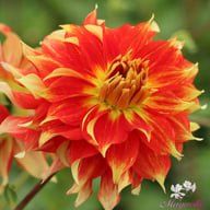 Bodacious Dahlia Knöl