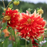 Bodacious Dahlia Knöl